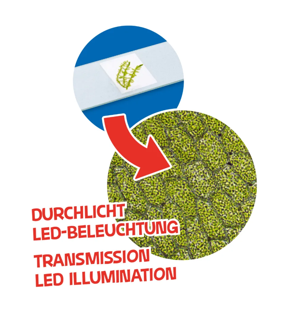 Børne- Og Junior Mikroskop M. Led, 40X-640X