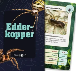 Kortspil - Edderkopper