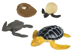 Livscyklus - Fra Aeg Til Havskildpadde