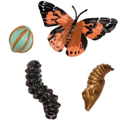 Livscyklus: Fra Aeg Til Insekt - Sommerfugl