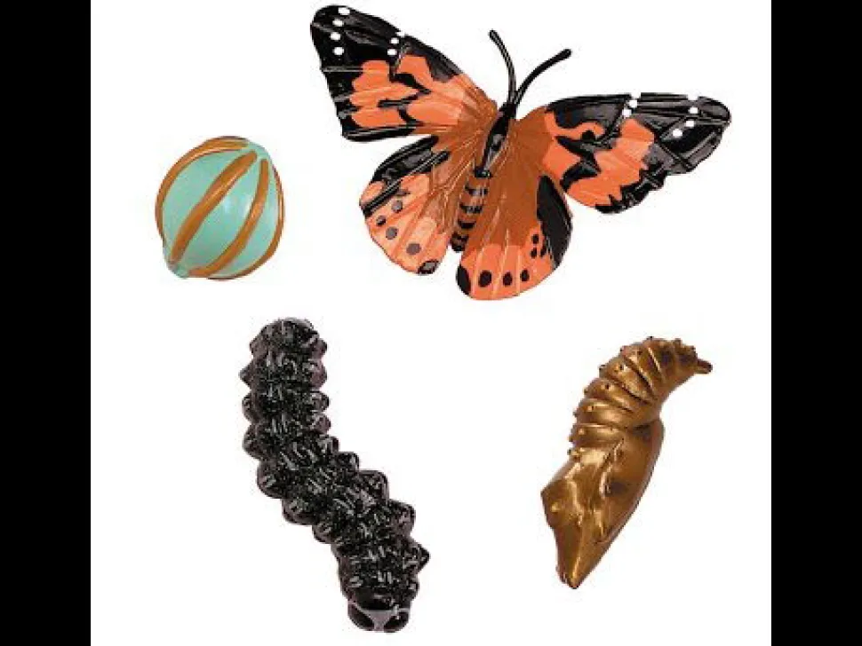 Livscyklus: Fra Aeg Til Insekt - Sommerfugl