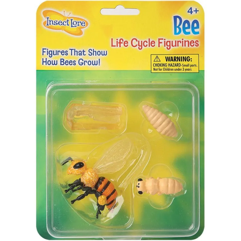 Livscyklus: Fra Aeg Til Insekt - Honningbi