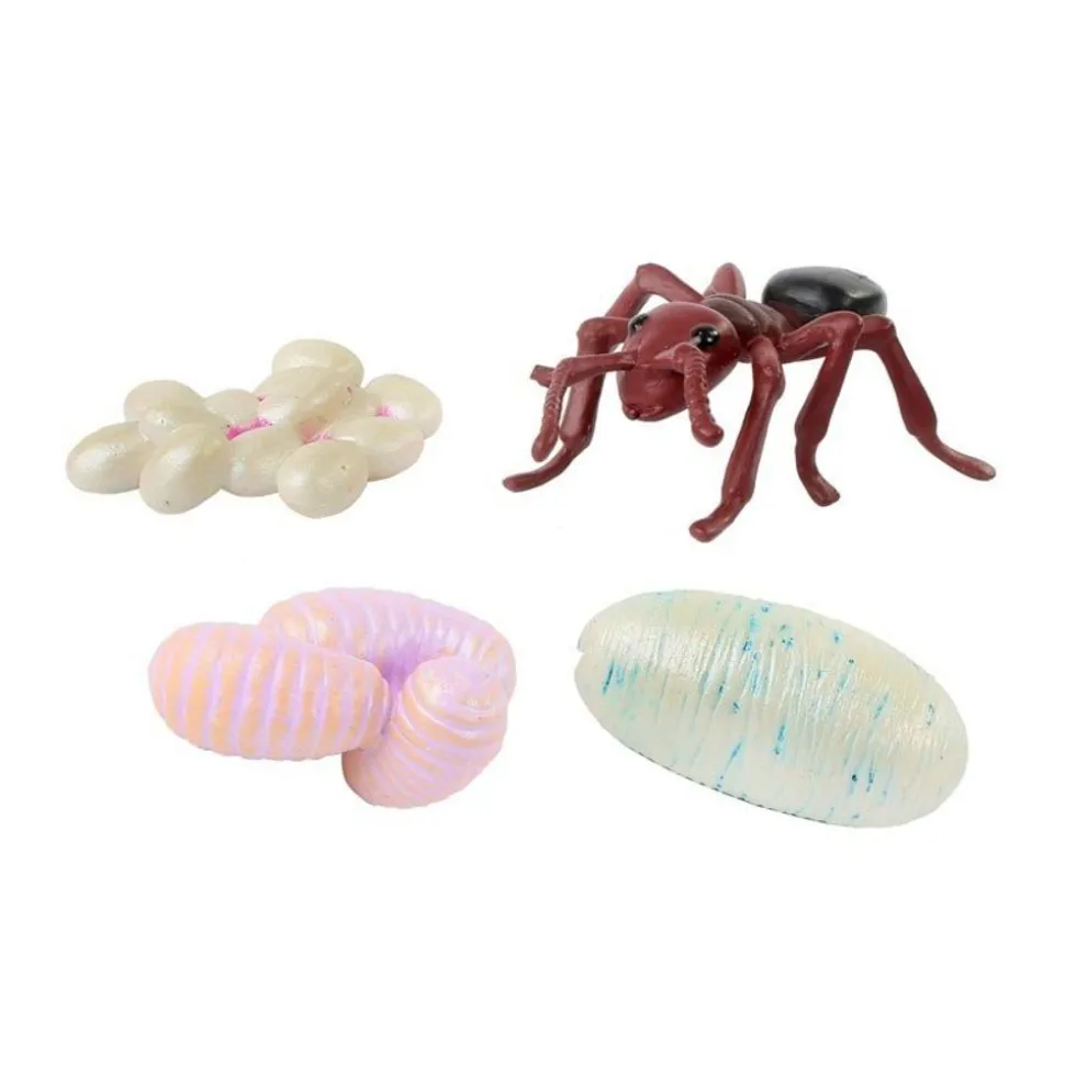 Livscyklus: Fra Aeg Til Insekt - Myre