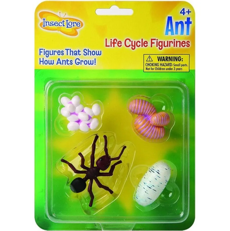 Livscyklus: Fra Aeg Til Insekt - Myre