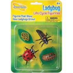 Livscyklus: Fra Aeg Til Insekt - Mariehone