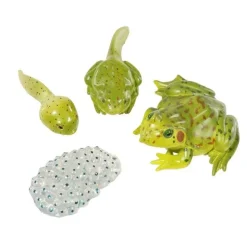 Livscyklus: Fra Aeg Til Padde - Fro