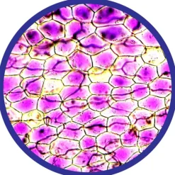 Mikroskop 100-450X - Inkl. Prover