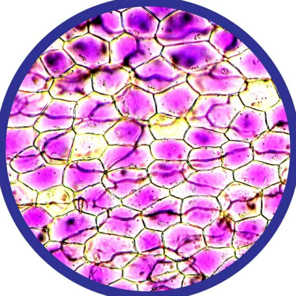 Mikroskop 100-450X - Inkl. Prover