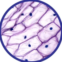 Mikroskop 100-450X - Inkl. Prover