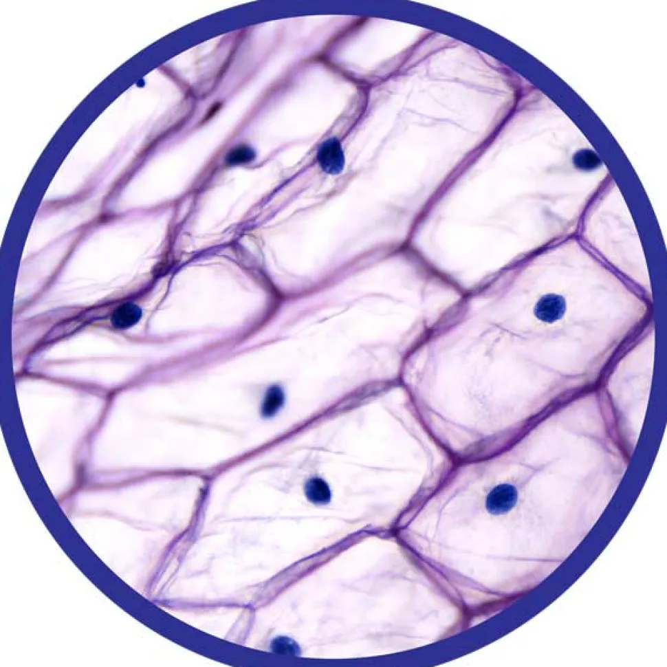 Mikroskop 100-450X - Inkl. Prover