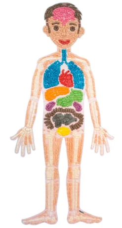 Playmais Tilbehør - Anatomi Puslespil